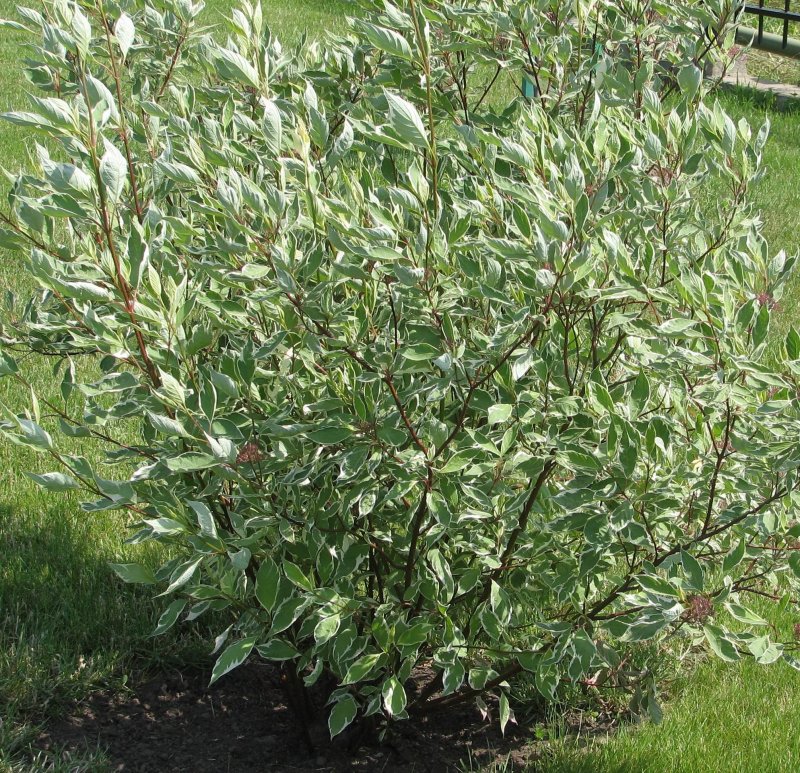 Cornus Alba 'Aurea'