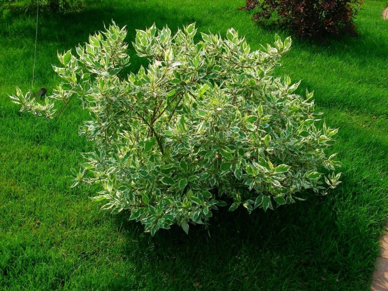 Дерен sibirica variegata