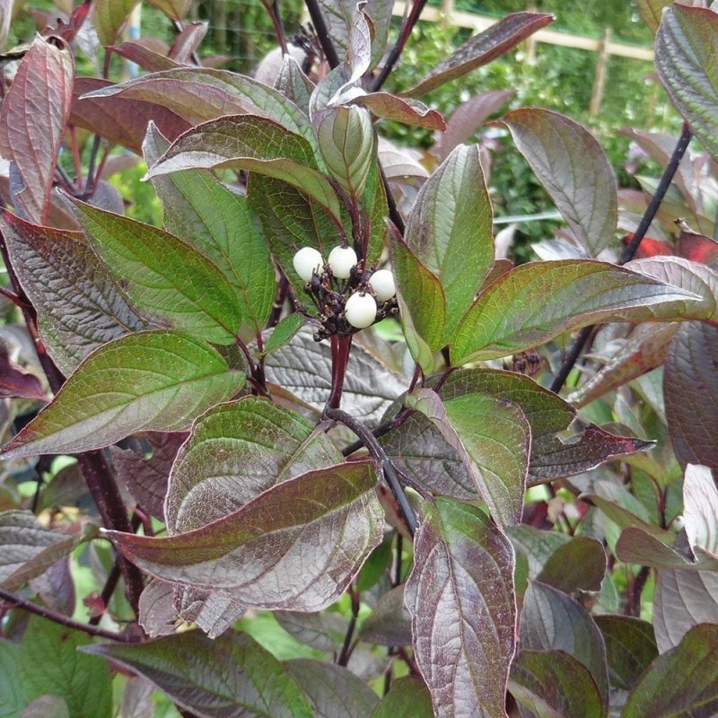 Дерен белый Cornus Alba sibirica variegata