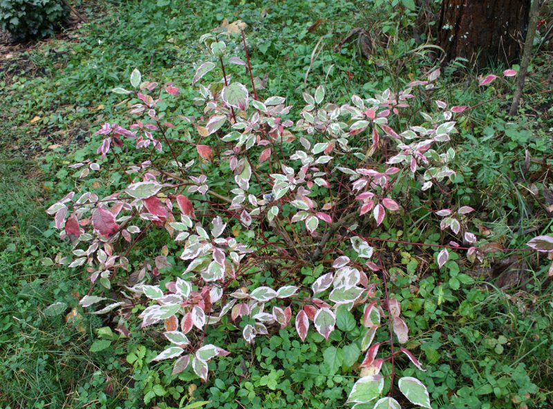 Cornus Alba elegantissima