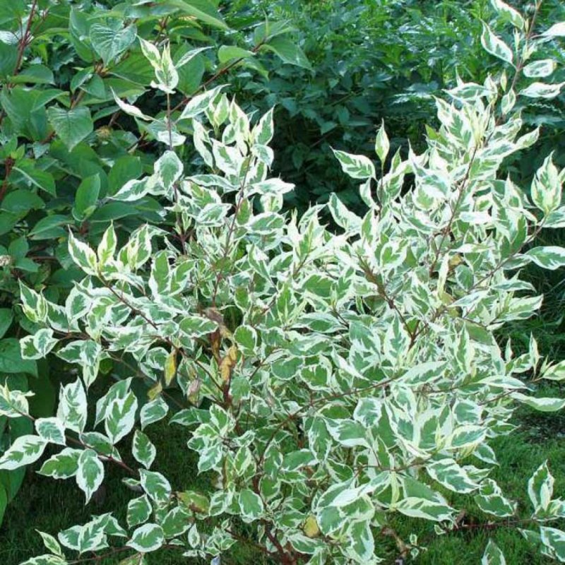 Дерен Коуза (Cornus Kousa chinensis p9)