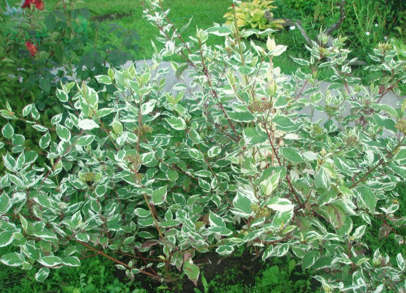 Cornus Alba 'Aurea'
