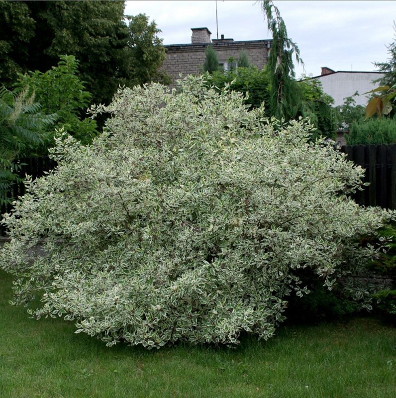 Дерен Элегантиссима
