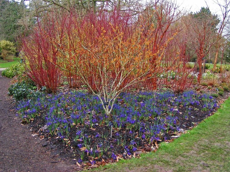 Cornus Alba 'Siberian Pearls'