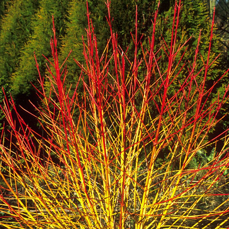 Дерен кроваво-красный "Винтер Бьюти" / Cornus sanguinea "Winter Beauty"