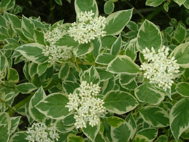 Дерен Свидина кустарник