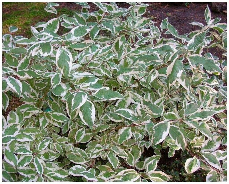 Дерен Корнус Альба