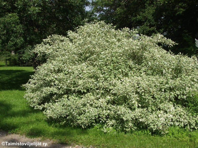 Дерен белый 'elegantissima'