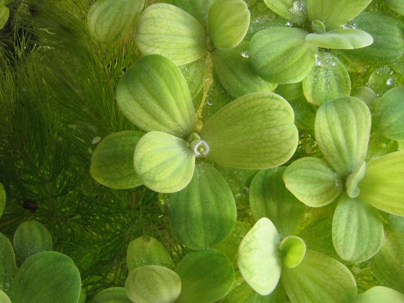Ряска, пистия, водокрас