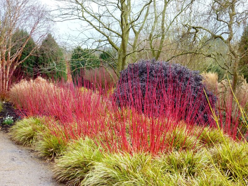 Дерен белый Cornus Alba "Siberian Pearls"
