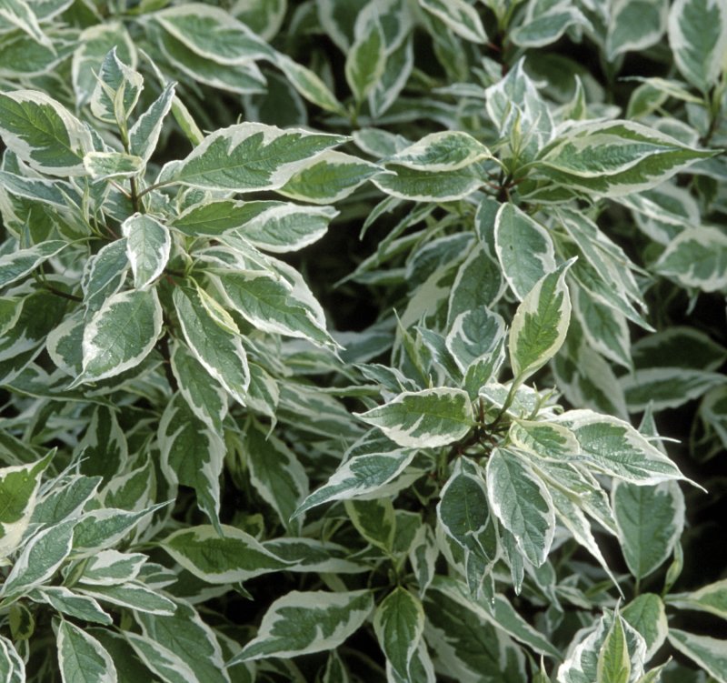 Дерен белый “айвори Хало”, Cornus Alba 'Ivory Halo'