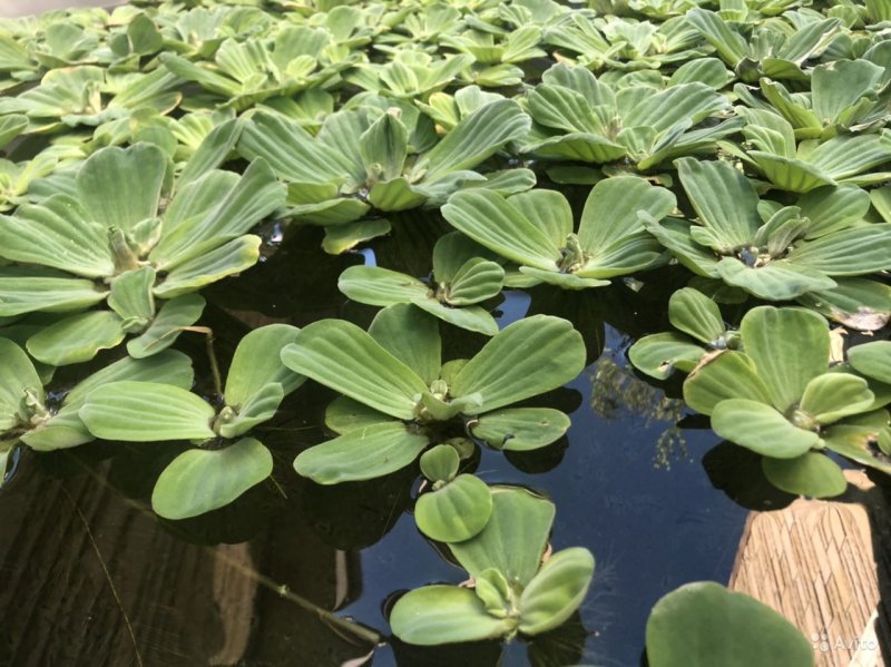 Пистия телорезовидная Pistia Stratiotes