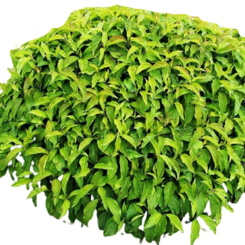 Дерен sibirica variegata