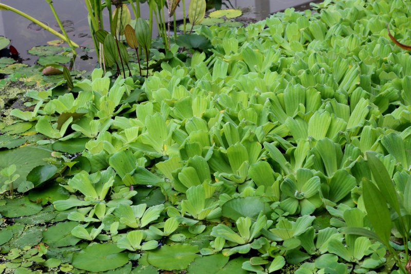 Pistia Stratiotes