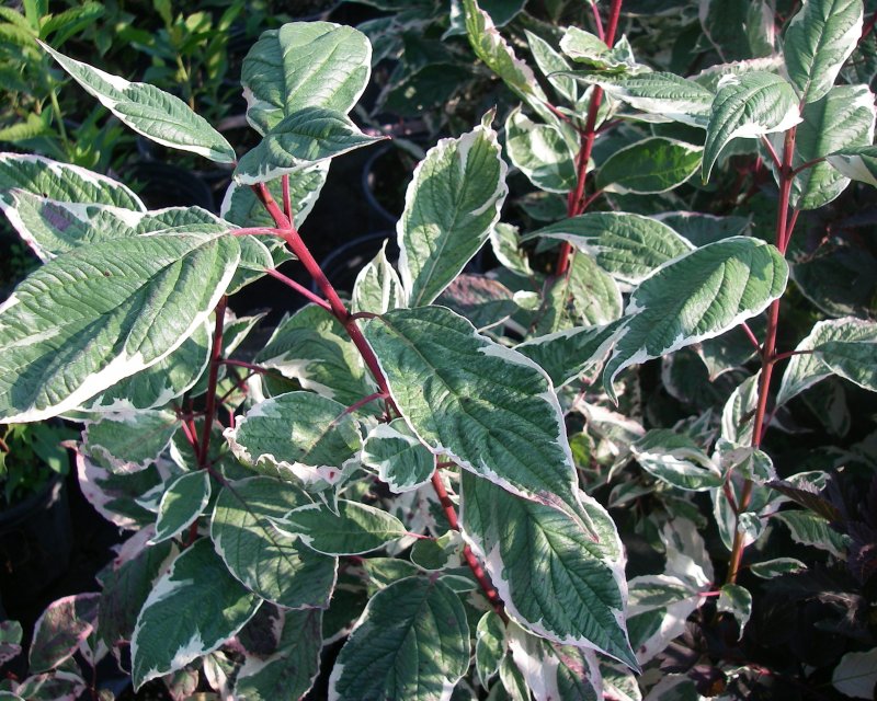 Дерен белый Сибирика Вариегата Cornus Alba sibirica variegata