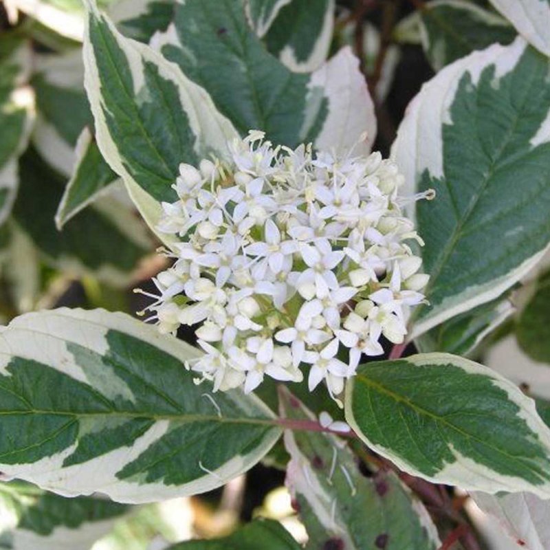 Дерен белый Cornus Alba Argenteomarginata