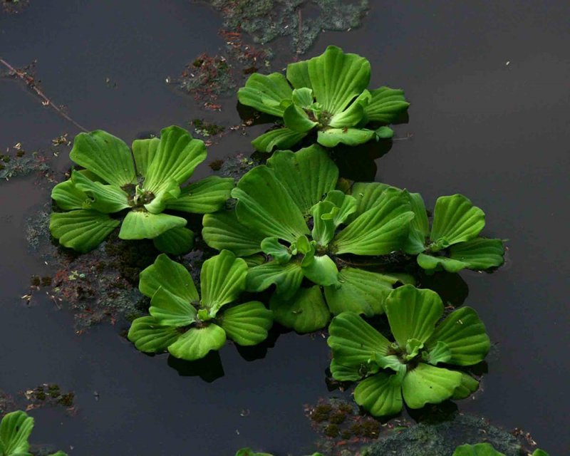 Пистия телорезовидная Pistia Stratiotes