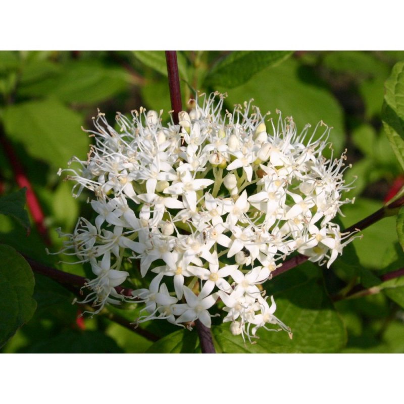 Дерен белый (Cornus Alba `Ivory Halo`)