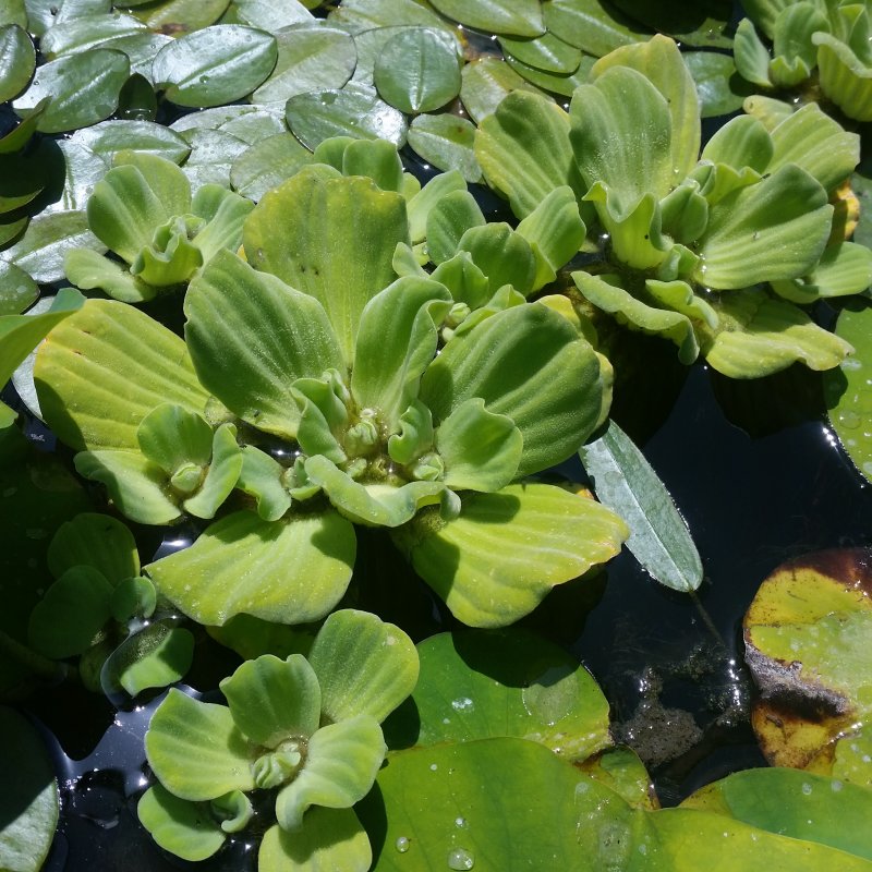 Pistia Stratiotes l.
