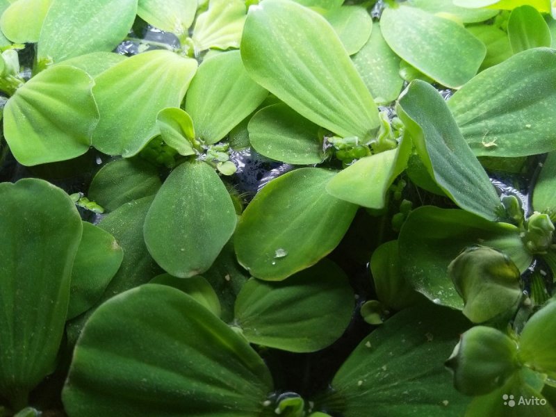 Aquatic Plants