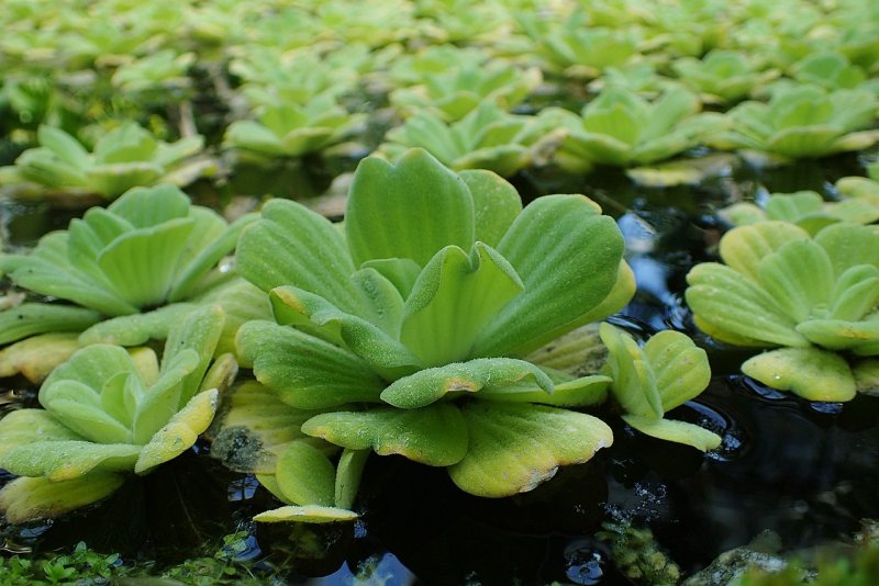 Pistia Stratiotes для пруда