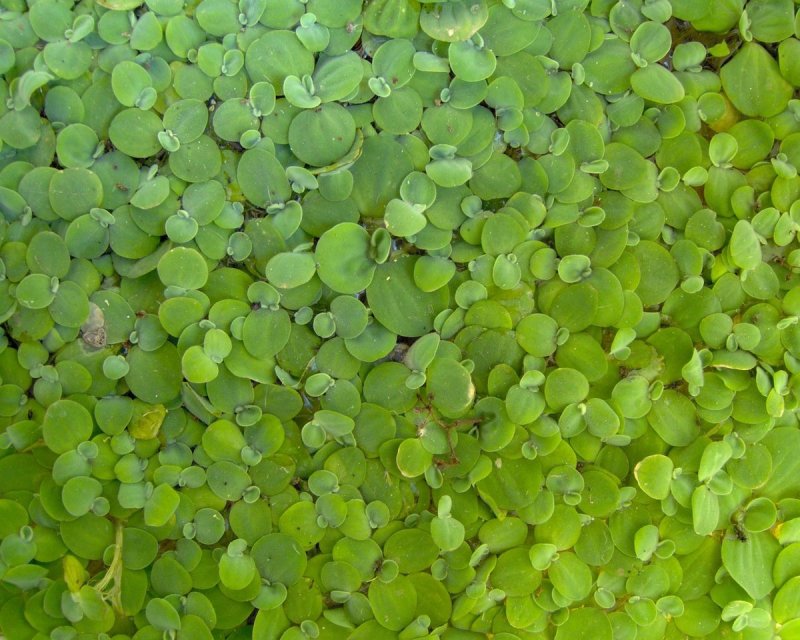 Pistia Stratiotes l.