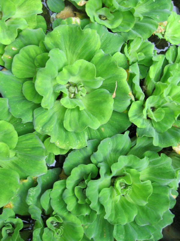 Пистия телорезовидная Pistia Stratiotes