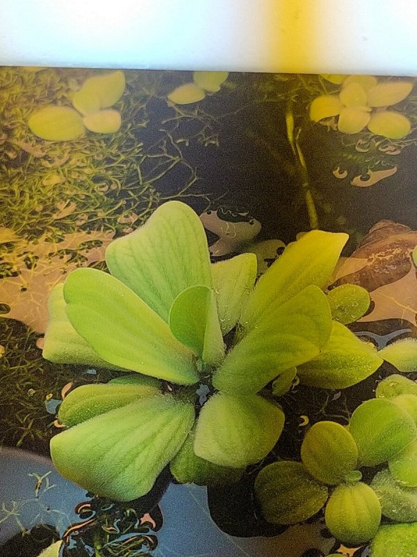 Pistia Stratiotes