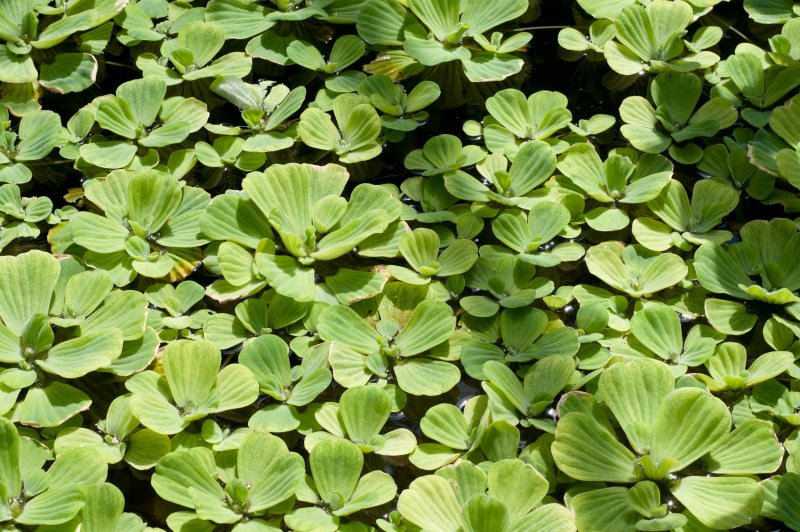 Пистия телорезовидная Pistia Stratiotes
