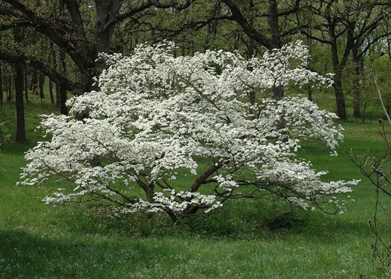 Cornus Alba побег