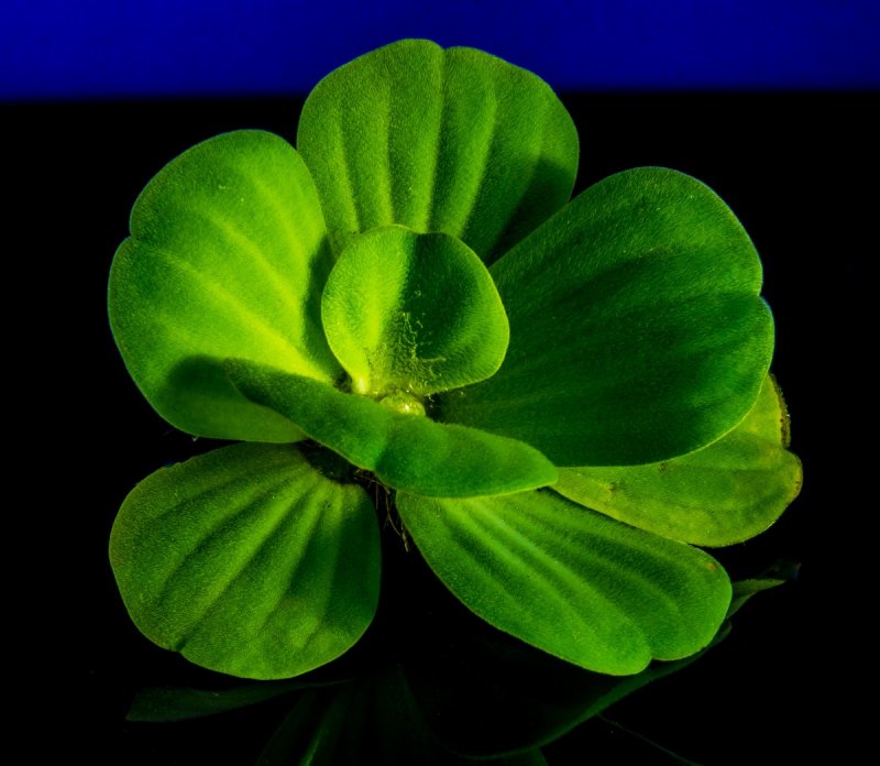 Pistia Stratiotes для пруда
