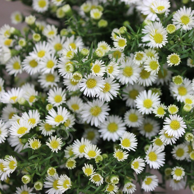 Астра Вересковая (Aster Monte Cassino) Окс i