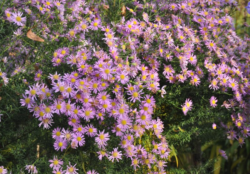 Астра Вересковая Aster ericoides