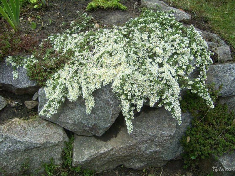 Астра Вересковая (сорт 'Schneegitter')