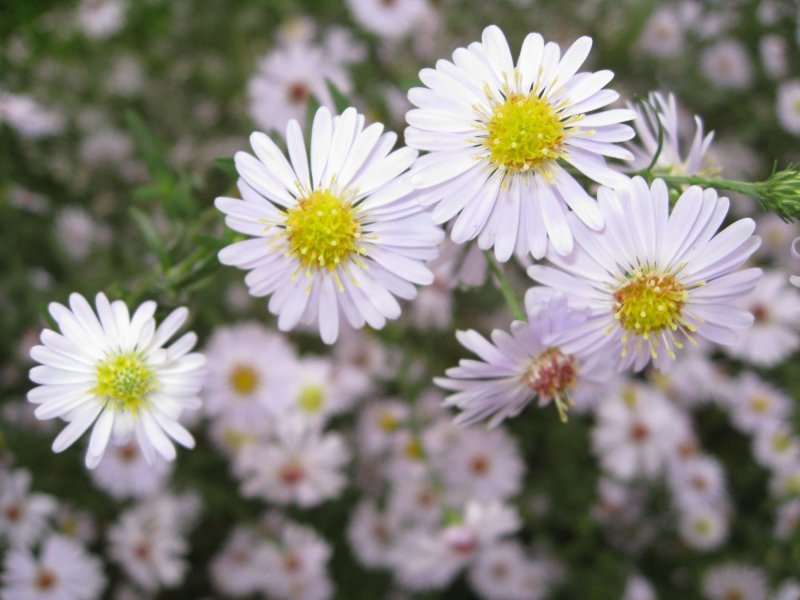 Астра Вересковая Aster ericoides