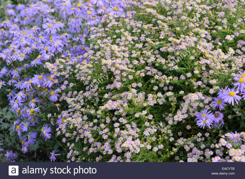 Aster ericoides 'Lovely'