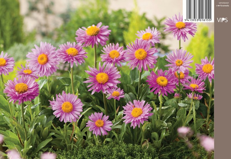 Астра Aster Alpinus Happy end