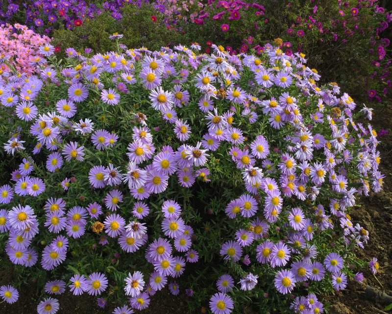 Астра многолетняя кустарниковая (Aster dumosus)