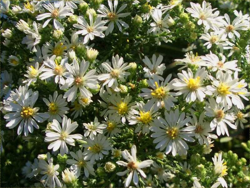 Астра Вересковая (Aster Monte Cassino