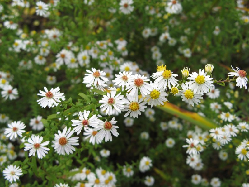Астра Вересковая Aster ericoides