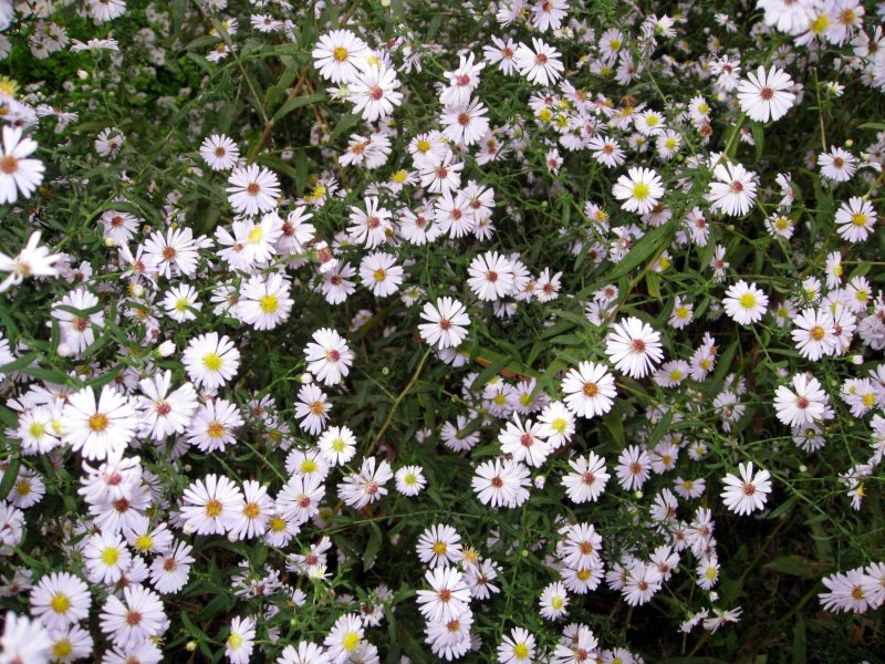 Астра Вересковая Aster ericoides
