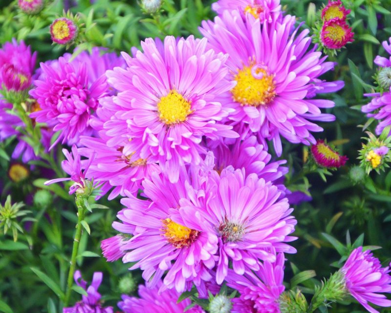 Астра Альпийская (Aster Alpinus)