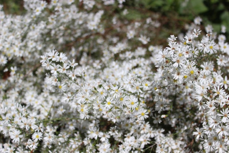 Астра многолетняя кустарниковая Aster