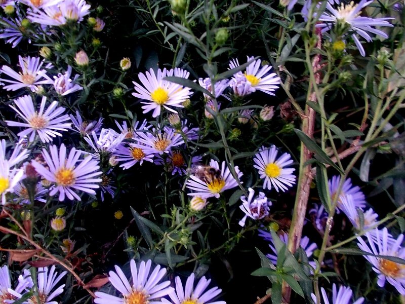 • Aster amellus – Астра Дикая