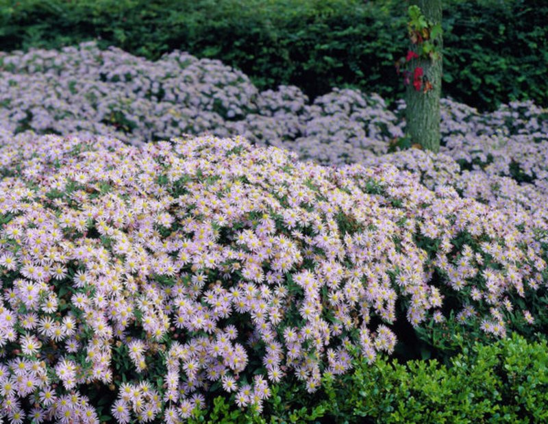 Астра кустарниковая Aster dumosus