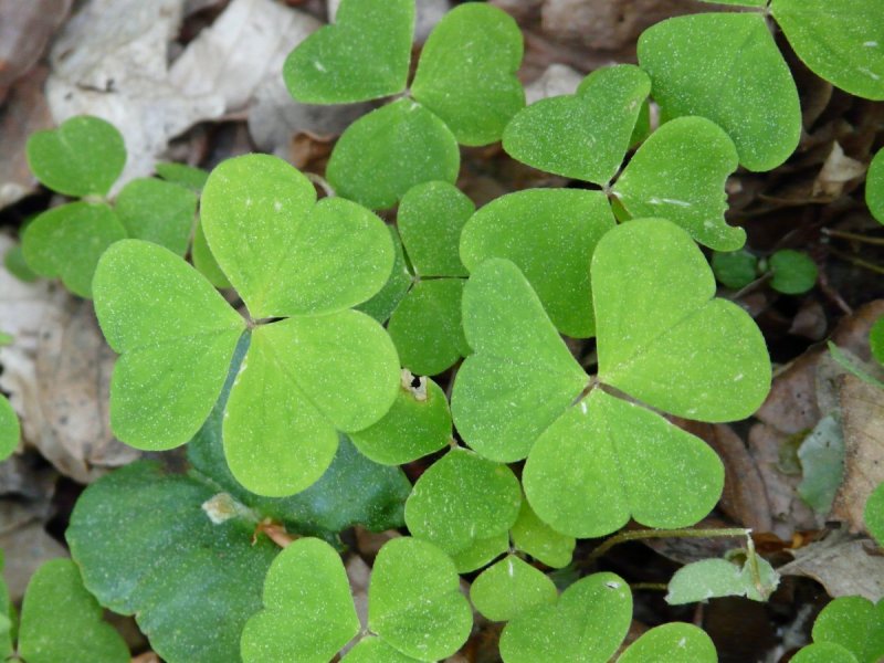 Кислица Oxalis acetosella