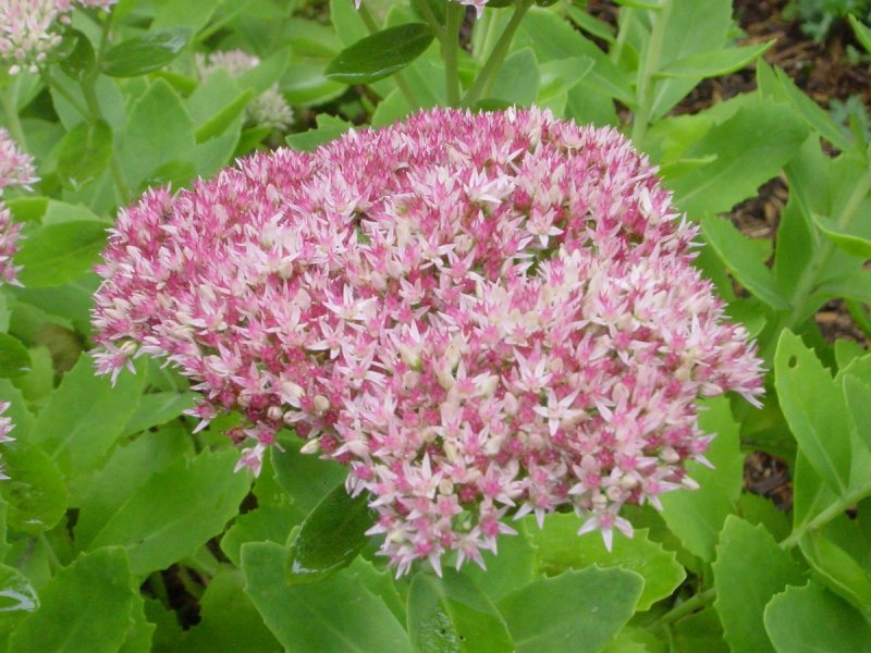 Очиток скрипун (Sedum telephium)