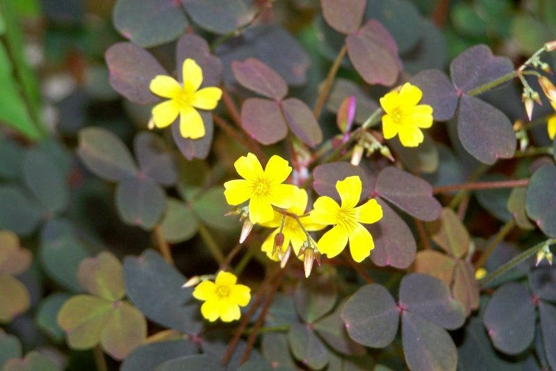 Кислица Oxalis spiralis