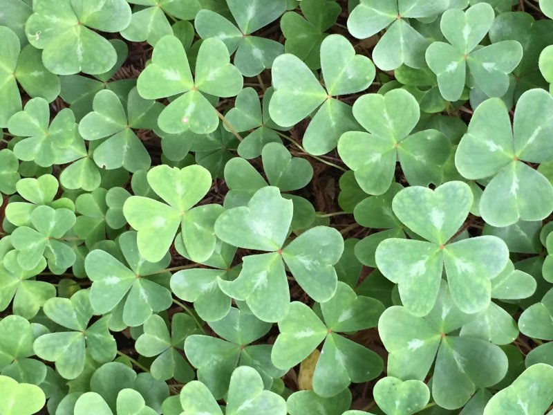 Кислица обыкновенная Shamrock