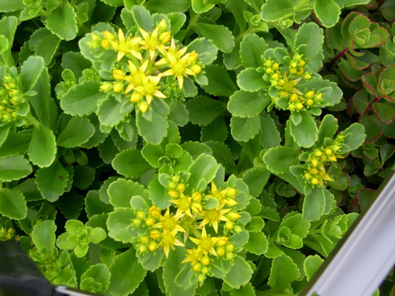 Очиток Курильский (Sedum kurilense)